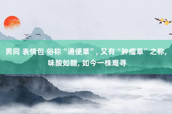 男同 表情包 俗称“通便草”, 又有“肿瘤草”之称, 味酸如醋, 如今一株难寻
